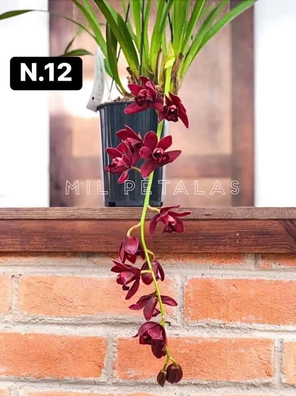 PACK Orquídeas Cymbidium de Coleção com 3/4 bolbos cada 12