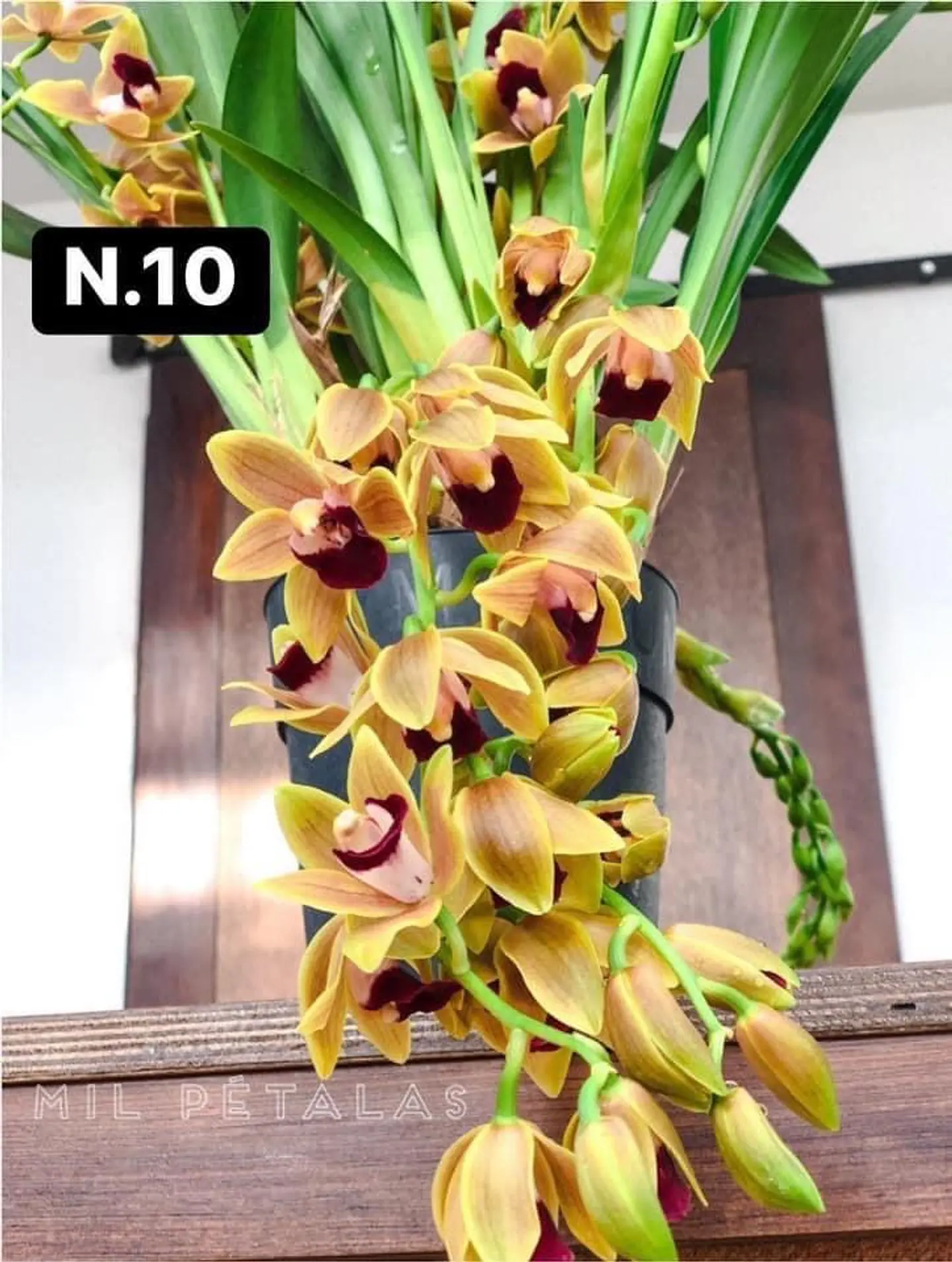 PACK Orquídeas Cymbidium de Coleção com 3/4 bolbos cada 10