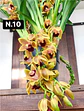 PACK Orquídeas Cymbidium de Coleção com 3/4 bolbos cada - Miniatura 10