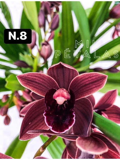 Orquídea Cymbidium vinho escuro