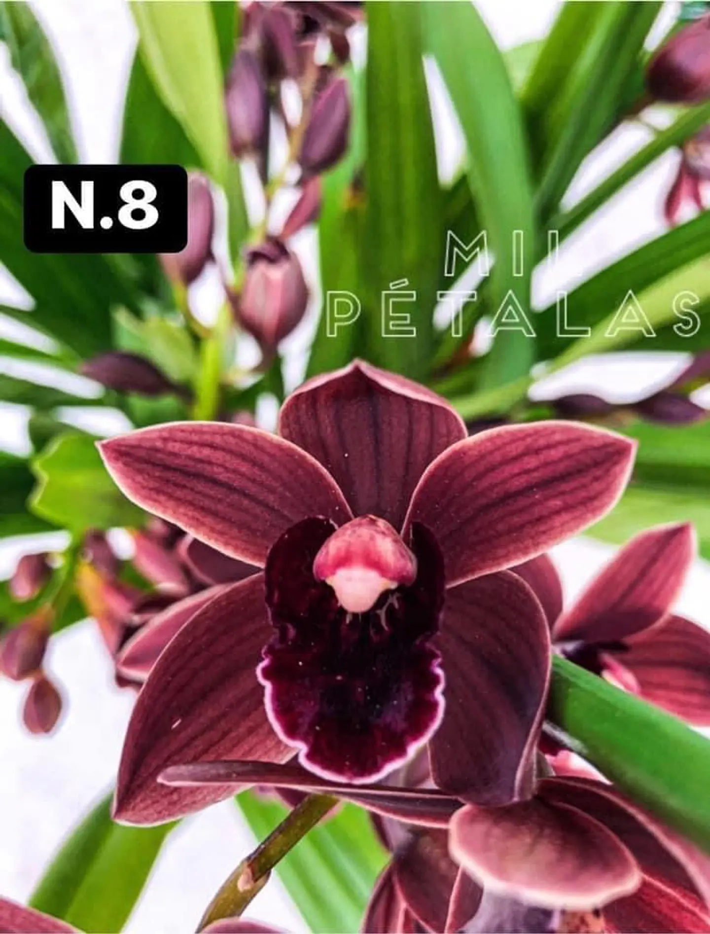 PACK Orquídeas Cymbidium de Coleção com 3/4 bolbos cada 8
