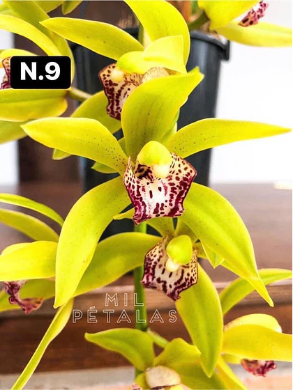 Orquídea Cymbidium amarela