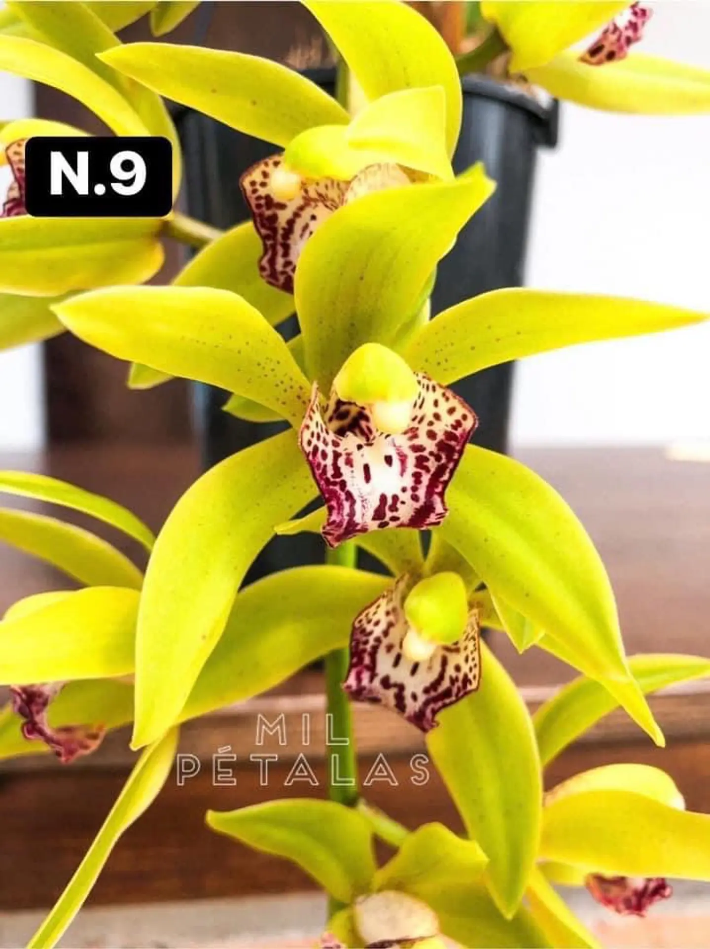 PACK Orquídeas Cymbidium de Coleção com 3/4 bolbos cada 9