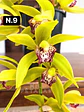 PACK Orquídeas Cymbidium de Coleção com 3/4 bolbos cada - Miniatura 9