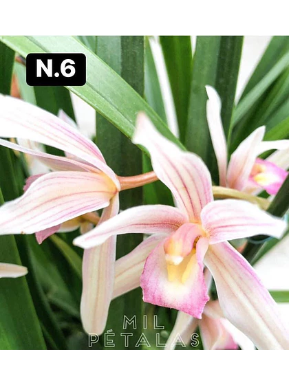 Orquídea Cymbidium rosa-claro