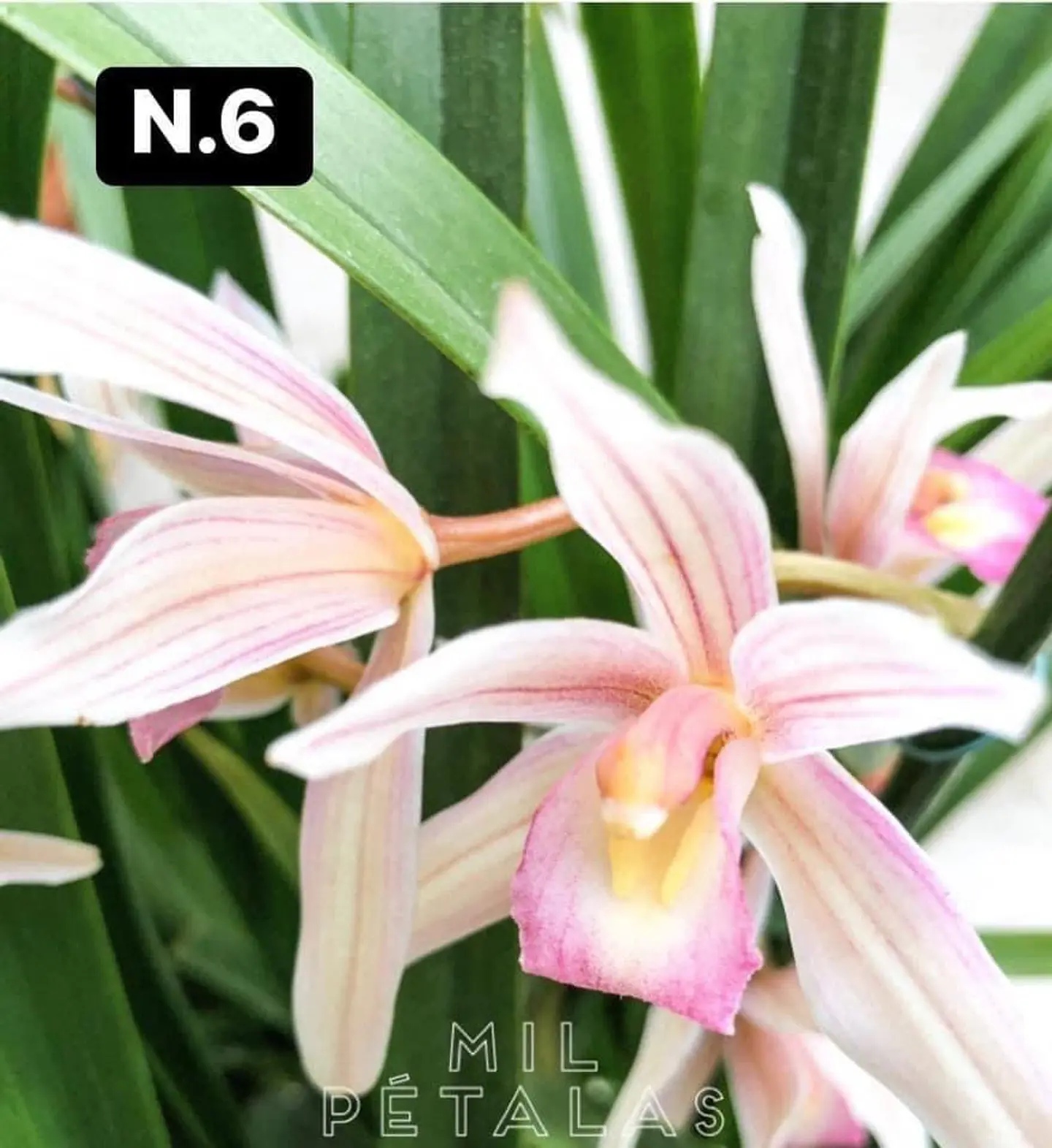 PACK Orquídeas Cymbidium de Coleção com 3/4 bolbos cada 6