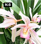 PACK Orquídeas Cymbidium de Coleção com 3/4 bolbos cada - Miniatura 6