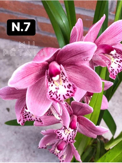 Orquídea Cymbidium rosa vivo