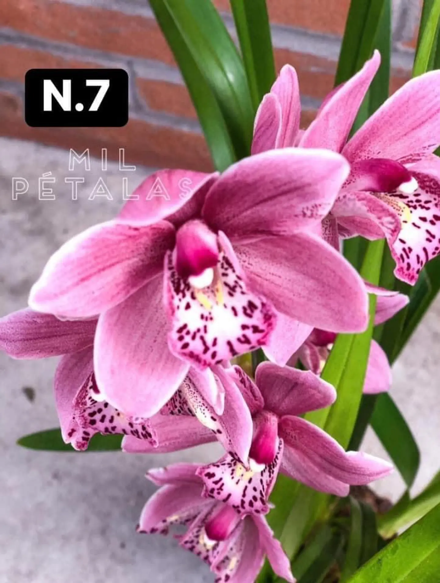 PACK Orquídeas Cymbidium de Coleção com 3/4 bolbos cada 7