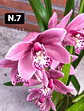PACK Orquídeas Cymbidium de Coleção com 3/4 bolbos cada - Miniatura 7