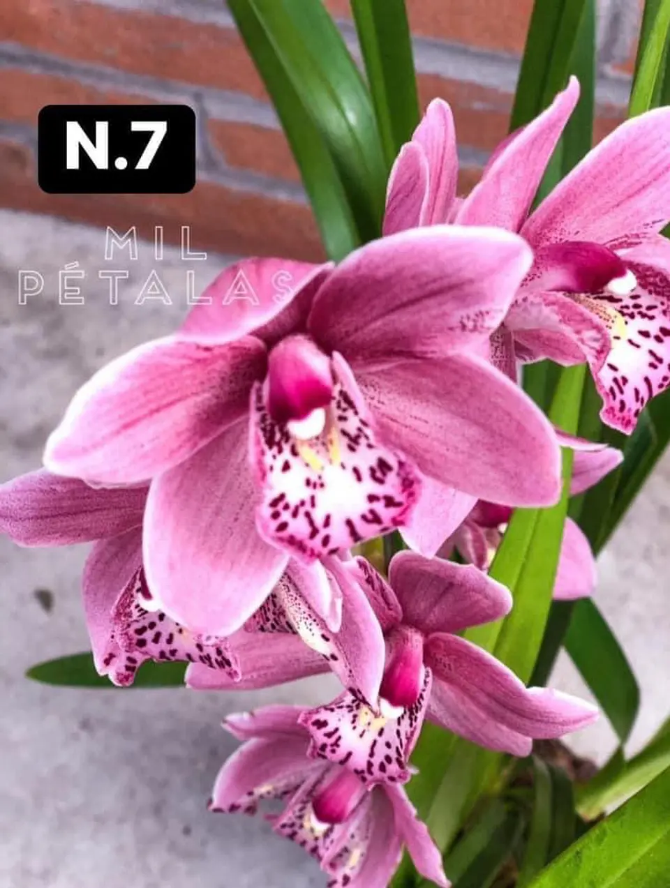 PACK Orquídeas Cymbidium de Coleção com 3/4 bolbos cada 7