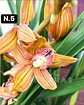 PACK Orquídeas Cymbidium de Coleção com 3/4 bolbos cada - Miniatura 5