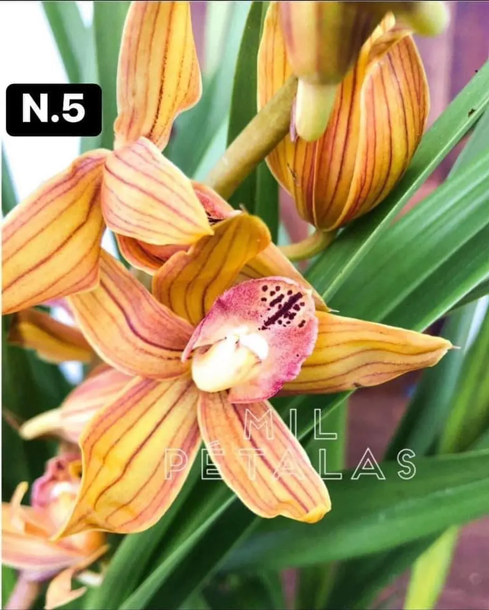 PACK Orquídeas Cymbidium de Coleção com 3/4 bolbos cada 5