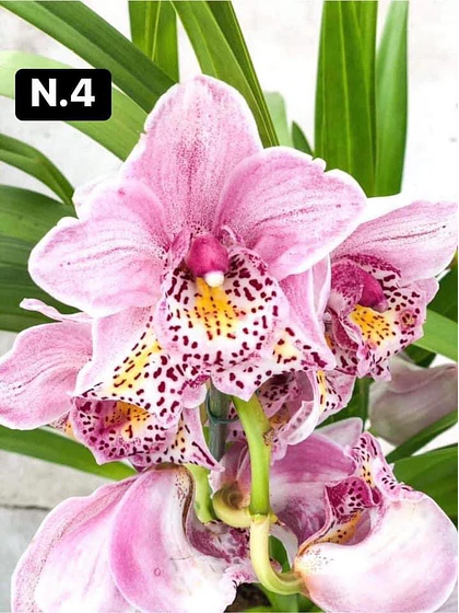 Orquídea Cymbidium rosa