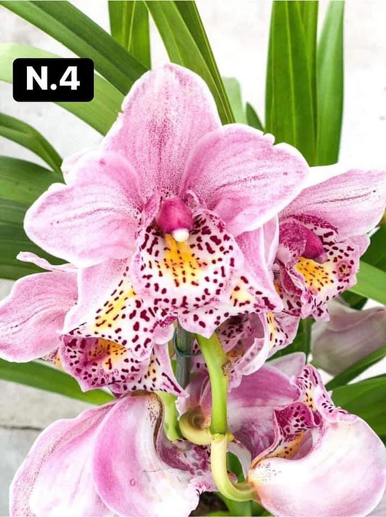 Orquídeas Cymbidium de Coleção, 3/4 bolbos · Seleção 4 - foto 4