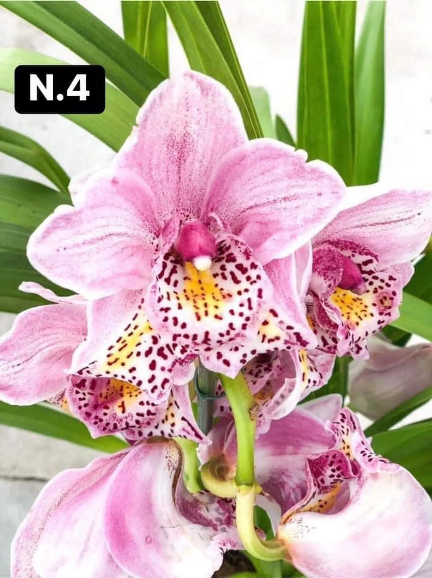 PACK Orquídeas Cymbidium de Coleção com 3/4 bolbos cada 4