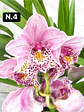 PACK Orquídeas Cymbidium de Coleção com 3/4 bolbos cada - Miniatura 4