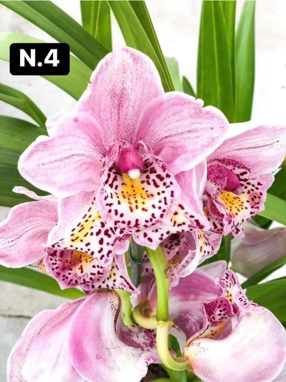 PACK Orquídeas Cymbidium de Coleção com 3/4 bolbos cada 4