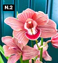 PACK Orquídeas Cymbidium de Coleção com 3/4 bolbos cada - Miniatura 2