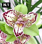 PACK Orquídeas Cymbidium de Coleção com 3/4 bolbos cada - Miniatura 1