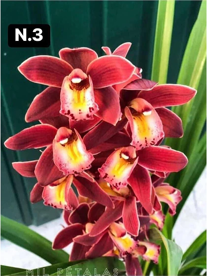Orquídea Cymbidium vermelho-escuro