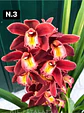 PACK Orquídeas Cymbidium de Coleção com 3/4 bolbos cada - Miniatura 3