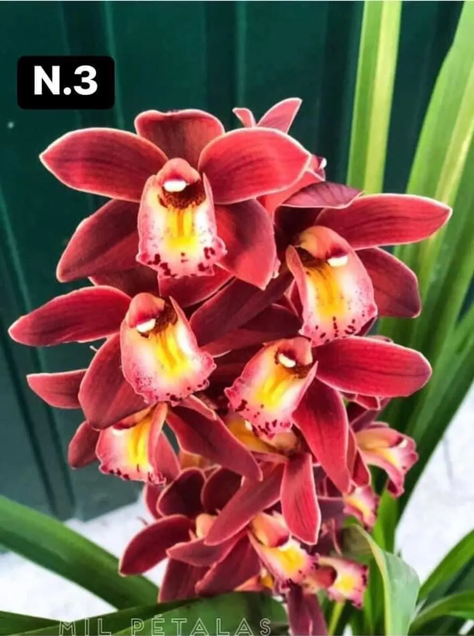 PACK Orquídeas Cymbidium de Coleção com 3/4 bolbos cada 3