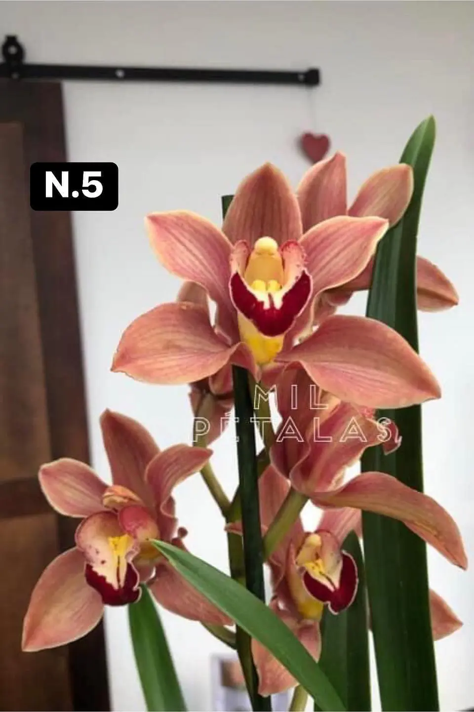 PACK 10 Orquídeas Cymbidium sem flor a 4.90€ (Tamanho Planta/ Pequeno- Médio)  5
