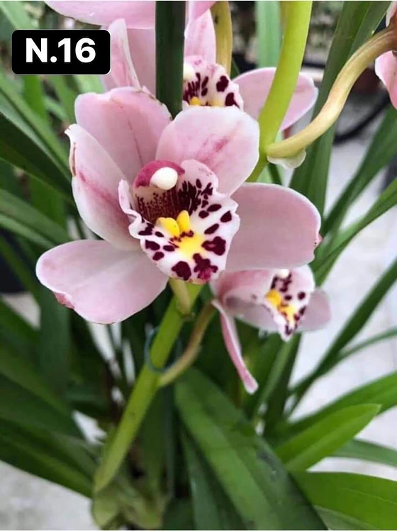 PACK 10 Orquídeas Cymbidium sem flor a 4.90€ (Tamanho Planta/ Pequeno- Médio)  - foto 8