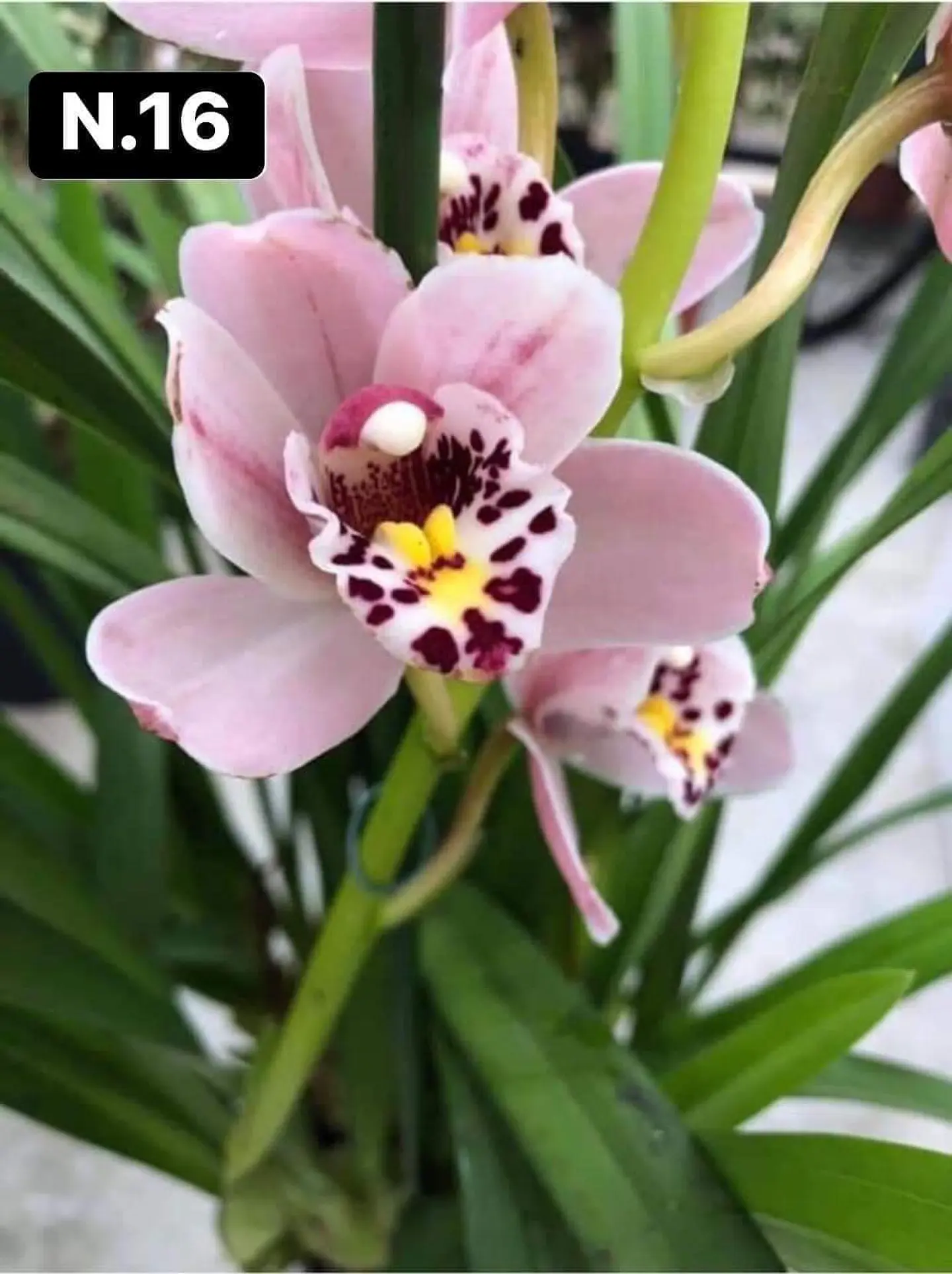 PACK 10 Orquídeas Cymbidium sem flor a 4.90€ (Tamanho Planta/ Pequeno- Médio)  8