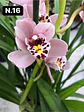 PACK 10 Orquídeas Cymbidium sem flor a 4.90€ (Tamanho Planta/ Pequeno- Médio)  - Thumbnail 8