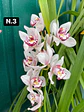 PACK 10 Orquídeas Cymbidium sem flor a 4.90€ (Tamanho Planta/ Pequeno- Médio)  - Thumbnail 3