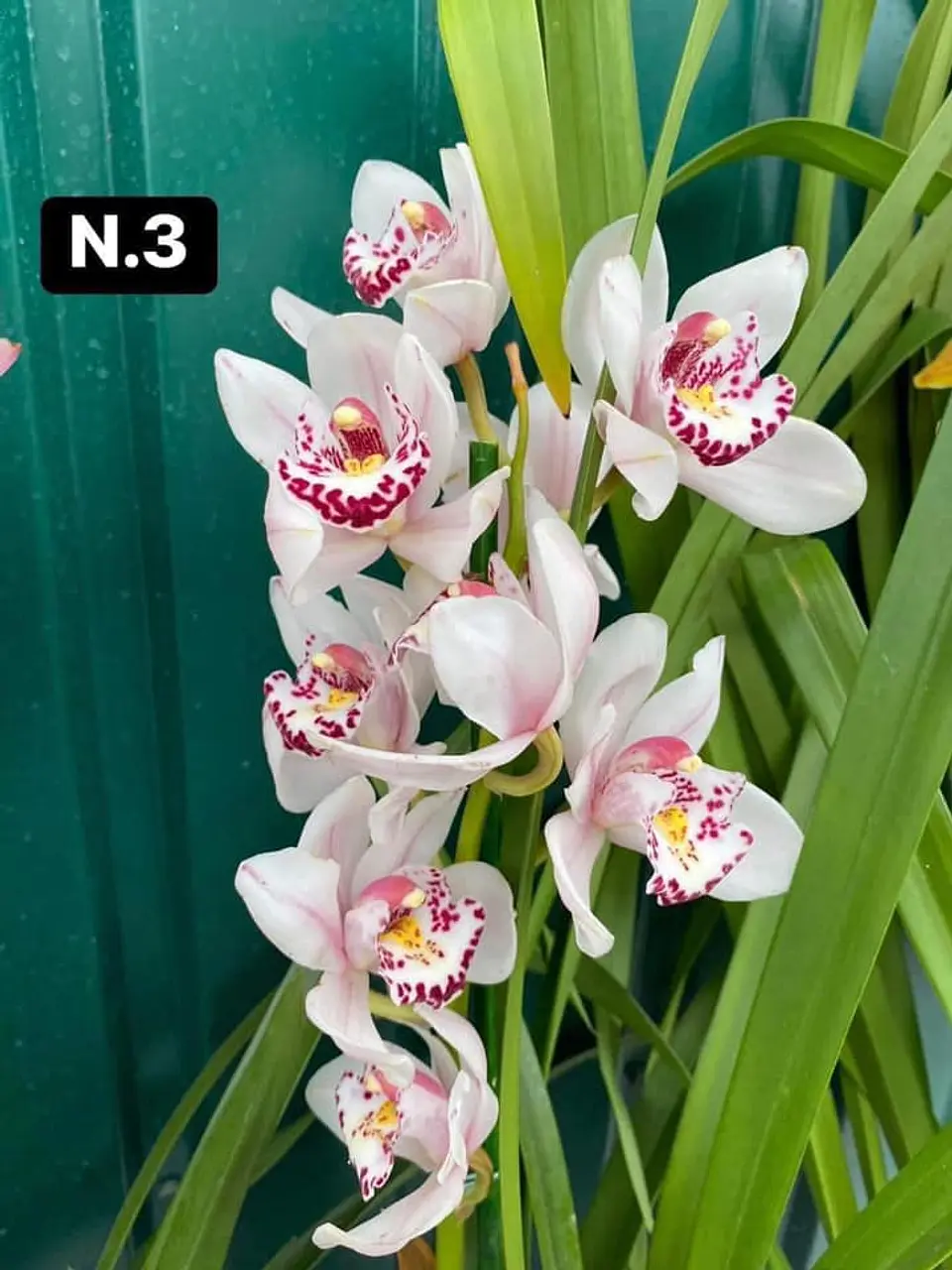 PACK 10 Orquídeas Cymbidium sem flor a 4.90€ (Tamanho Planta/ Pequeno- Médio)  3