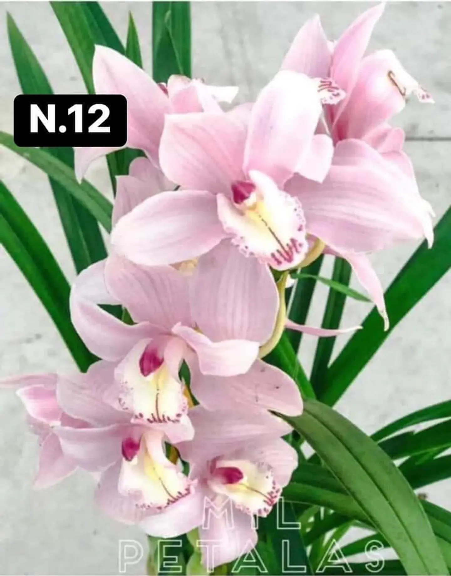 PACK 10 Orquídeas Cymbidium sem flor a 4.90€ (Tamanho Planta/ Pequeno- Médio)  9