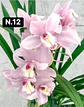 PACK 10 Orquídeas Cymbidium sem flor a 4.90€ (Tamanho Planta/ Pequeno- Médio)  - Thumbnail 9