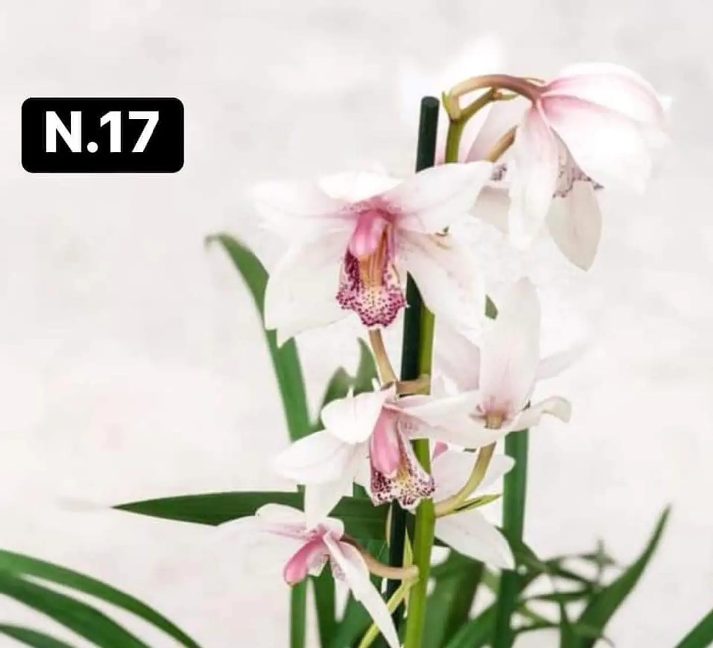 PACK 10 Orquídeas Cymbidium sem flor a 4.90€ (Tamanho Planta/ Pequeno- Médio)  10
