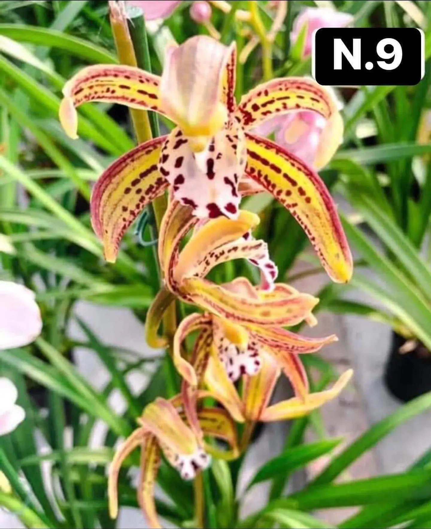 PACK 10 Orquídeas Cymbidium sem flor a 4.90€ (Tamanho Planta/ Pequeno- Médio)  12
