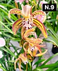 PACK 10 Orquídeas Cymbidium sem flor a 4.90€ (Tamanho Planta/ Pequeno- Médio)  - Thumbnail 12