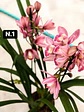 PACK 10 Orquídeas Cymbidium sem flor a 4.90€ (Tamanho Planta/ Pequeno- Médio)  - Thumbnail 1