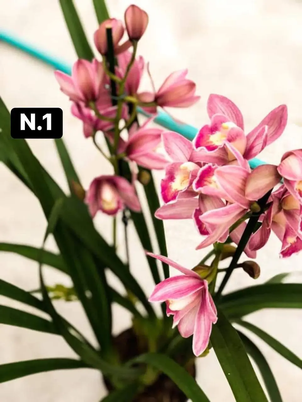 PACK 10 Orquídeas Cymbidium sem flor a 4.90€ (Tamanho Planta/ Pequeno- Médio)  1