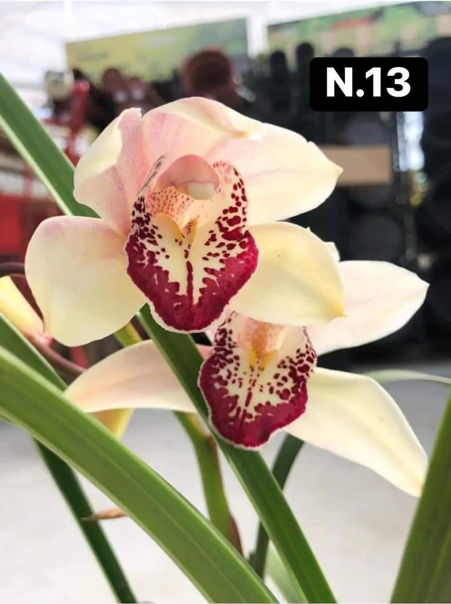 PACK 10 Orquídeas Cymbidium sem flor a 4.90€ (Tamanho Planta/ Pequeno- Médio)  15