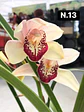 PACK 10 Orquídeas Cymbidium sem flor a 4.90€ (Tamanho Planta/ Pequeno- Médio)  - Thumbnail 15