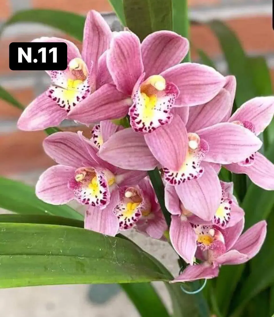 PACK 10 Orquídeas Cymbidium sem flor a 4.90€ (Tamanho Planta/ Pequeno- Médio)  14