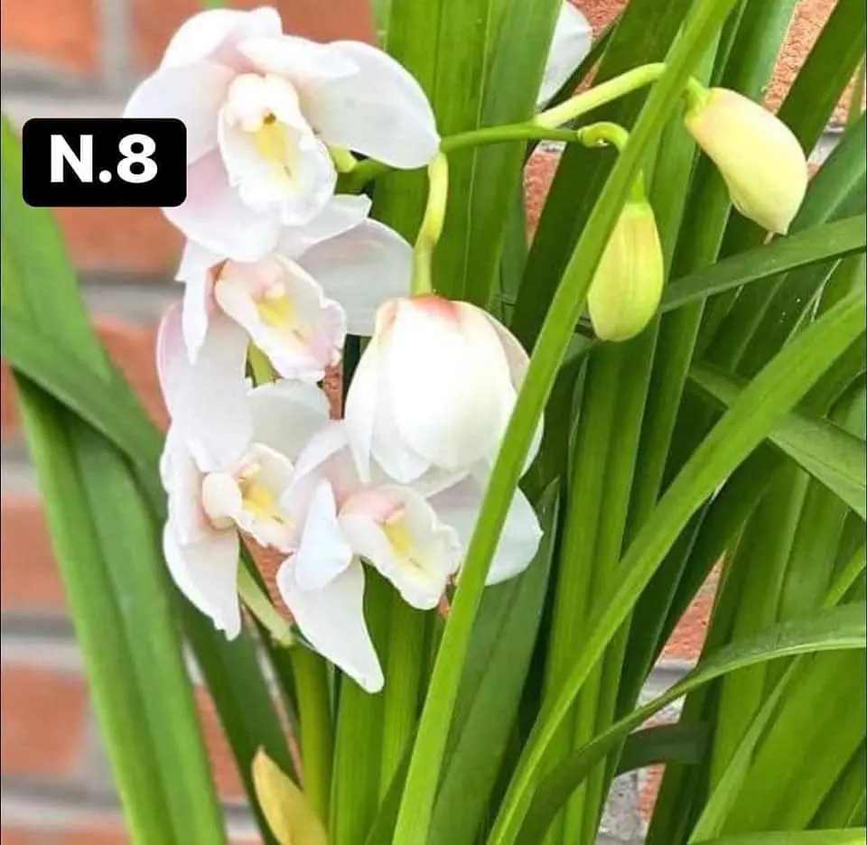 PACK 10 Orquídeas Cymbidium sem flor a 4.90€ (Tamanho Planta/ Pequeno- Médio)  11