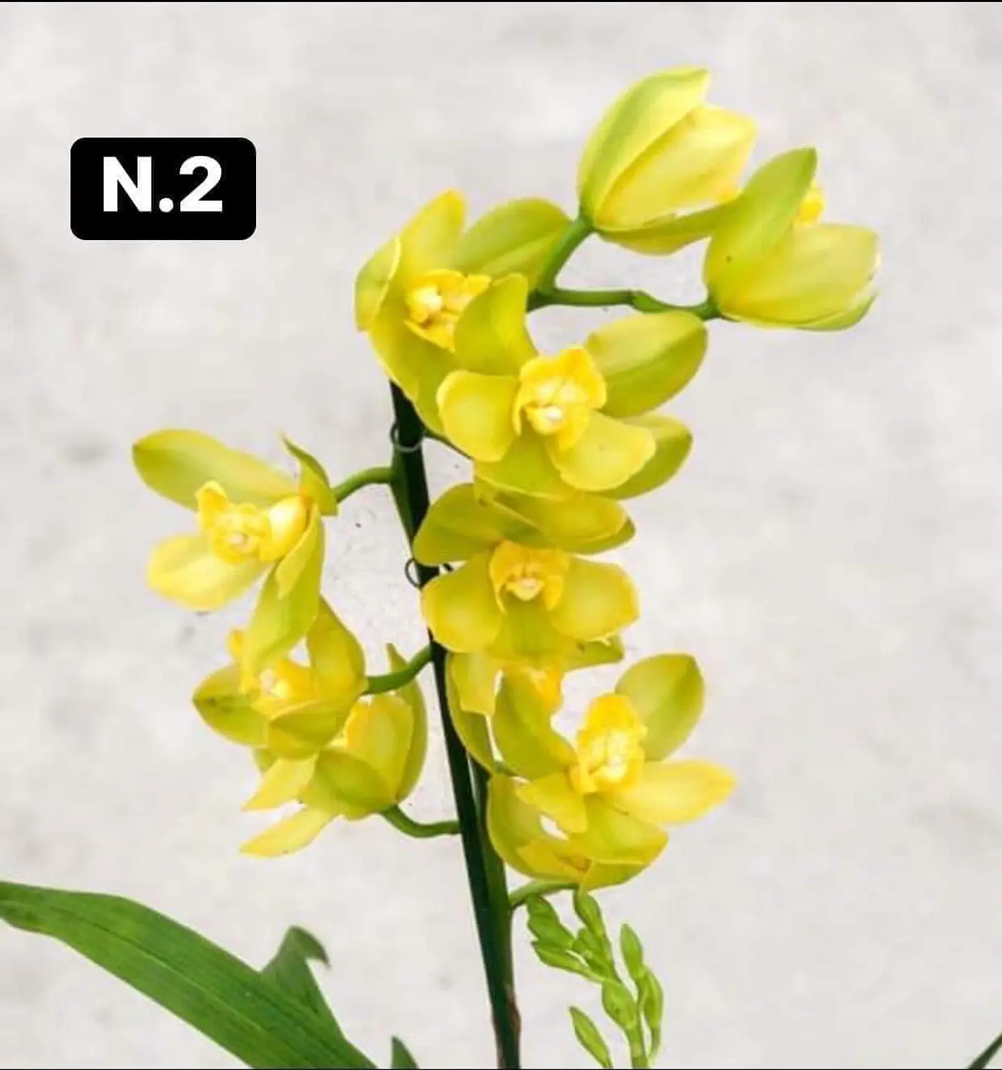 PACK 10 Orquídeas Cymbidium sem flor a 4.90€ (Tamanho Planta/ Pequeno- Médio)  2