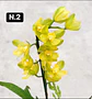 PACK 10 Orquídeas Cymbidium sem flor a 4.90€ (Tamanho Planta/ Pequeno- Médio)  - Thumbnail 2