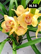 PACK 10 Orquídeas Cymbidium sem flor a 4.90€ (Tamanho Planta/ Pequeno- Médio)  - Thumbnail 16