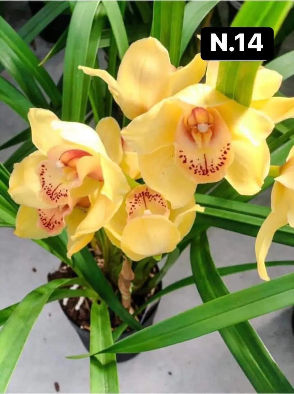 PACK 10 Orquídeas Cymbidium sem flor a 4.90€ (Tamanho Planta/ Pequeno- Médio)  16