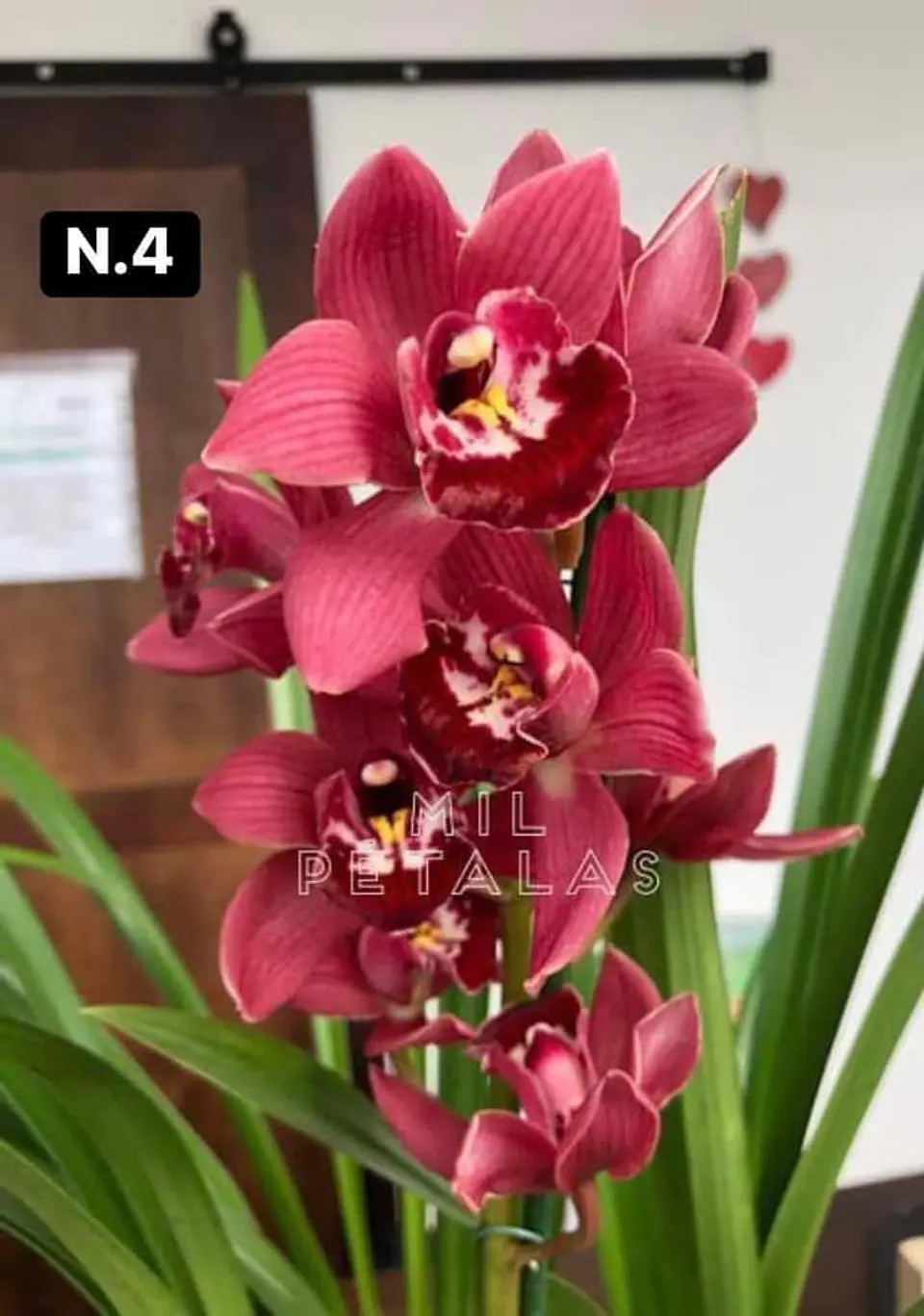 PACK 10 Orquídeas Cymbidium sem flor a 4.90€ (Tamanho Planta/ Pequeno- Médio)  4