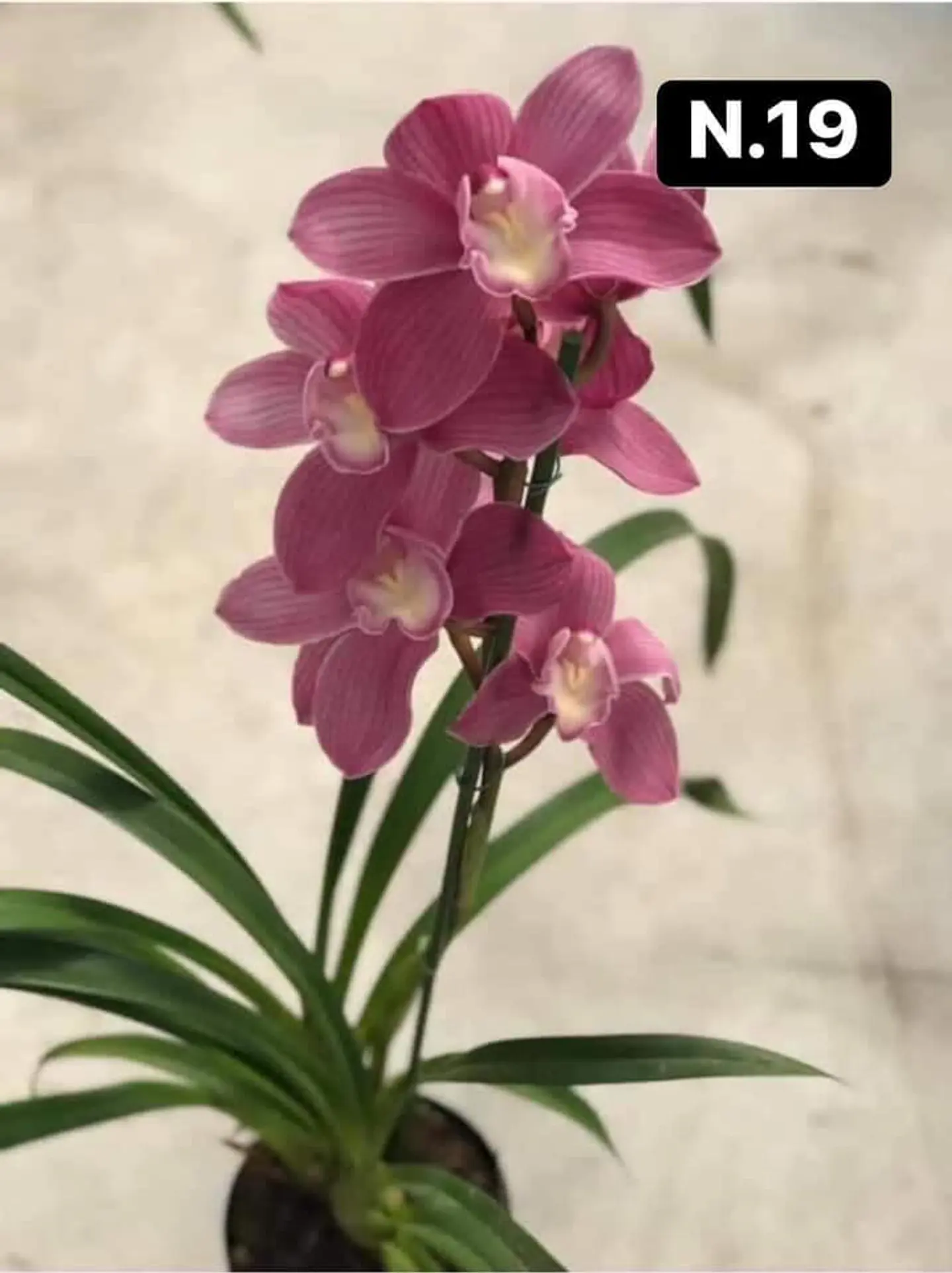PACK 10 Orquídeas Cymbidium sem flor a 4.90€ (Tamanho Planta/ Pequeno- Médio)  18